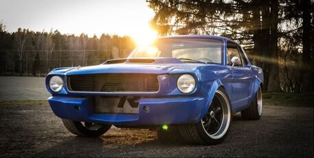 Blue Mustang in nature